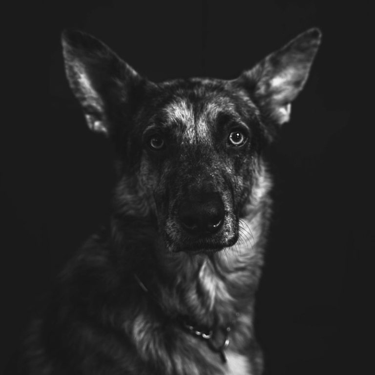 Tierfotografie Ein Schäferhund schaut direkt in die Kamera vor schwarzem Hintergrund.